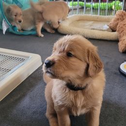 Golden Retriever Puppies from Middlecreek Goldens