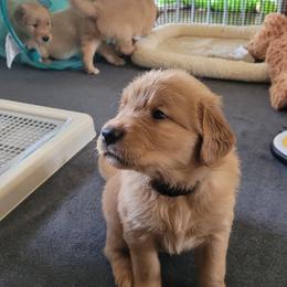 Golden Retriever Puppies from Middlecreek Goldens