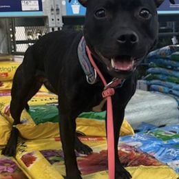 Staffordshire Bull Terriers from Life Force Staffords