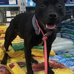 Staffordshire Bull Terriers from Life Force Staffords