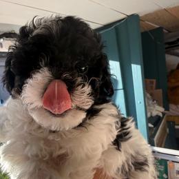 Megan - Black & white female Maltipoo puppy in Santaquin, Utah from Willow & Wag Farm