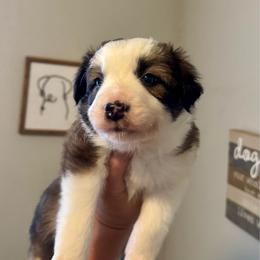 Orzo - Saddleback sable female Border Collie puppy in Lodi, California from R3 Sport Dogs (R3 Goldens/ R3 Border Collies)