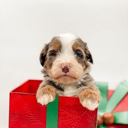 Pecan Pie - Blue merle male Bernedoodle puppy in Hudson, Indiana from TurkeyCreek-K9