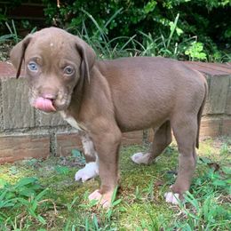 Blue collar male - Chocolate male Catahoula Leopard Dog puppy in Gadsden, Alabama from Rich Cat’s
