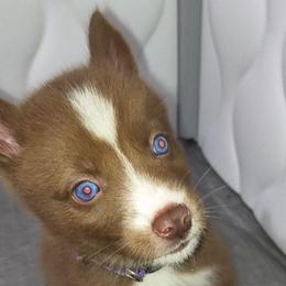Luna - Red and white female Siberian Husky puppy in Richland, Mississippi from Feazell’s Siberian Huskies