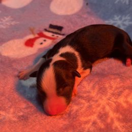 Girl 1 - Black tri-color female Australian Shepherd puppy in Powhatan, Virginia from Ohana Amstaffs and Aussies