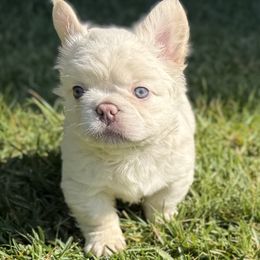 Rolex - White male French Bulldog puppy in San Diego, California from Hlop Frenchies LLC
