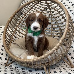Green Collar Male - Red  male Goldendoodle puppy in Bradenton, Florida from Suncoast Goldendoodles