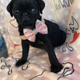 Pug Puppies from Berg Family