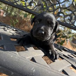 Boy 2 - Black male Labrador Retriever puppy in South Carolina from Southern Pine Labradors