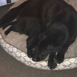 German Shepherd Puppies from KVA Shepherds