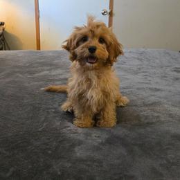Tabby - Apricot female Cavapoo puppy in Copan, Oklahoma from Tatums cavapoos