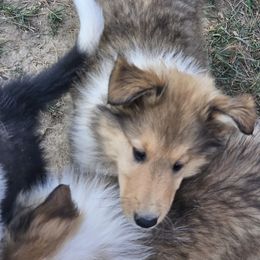Collie Puppies from Mountain View Collies