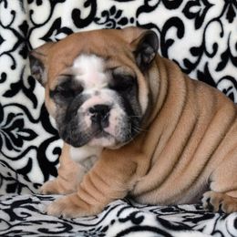 English Bulldog Puppies from Exact Classic Bulldogs