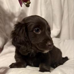 Beatnik - Chocolate male Dachshund puppy in Kentucky from Wonderful Weiners