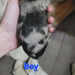Boy 1 - Blue merle male Australian Shepherd puppy in Blairsville, Georgia from Georgia Peach Aussies