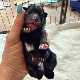 Peeps - Black and tan male Pomeranian puppy in Clarksville, Tennessee from Bee Mine Maltipoos and Pomeranians