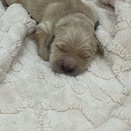 Reggie - Golden male Golden Retriever puppy in Pueblo, Colorado from GR8 Goldens