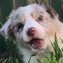 Aussiedoodles and Australian Shepherds from Springhill Hog and Cattle Co.