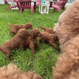 Poodle Puppies from Kathryn Casey