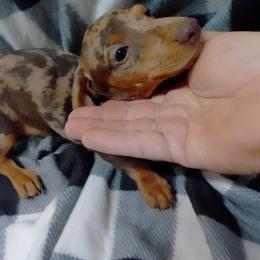 Dachshund Puppies from Small Paws Kennel