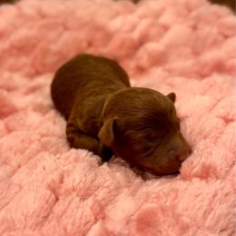 Pink - Red  female Goldendoodle puppy in Eagle Mountain, Utah from Meadow Ranch Pups