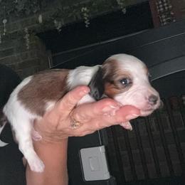 Girl 1 - Piebald female Dachshund puppy in Falcon, Missouri from K2D2 Farm
