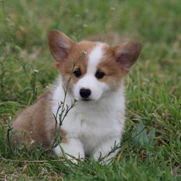 Cardigan Welsh Corgi and Pembroke Welsh Corgi Puppies from QueenE Corgi Farm