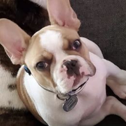 French Bulldogs from BTravelinFrenchies