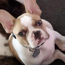 French Bulldogs from BTravelinFrenchies