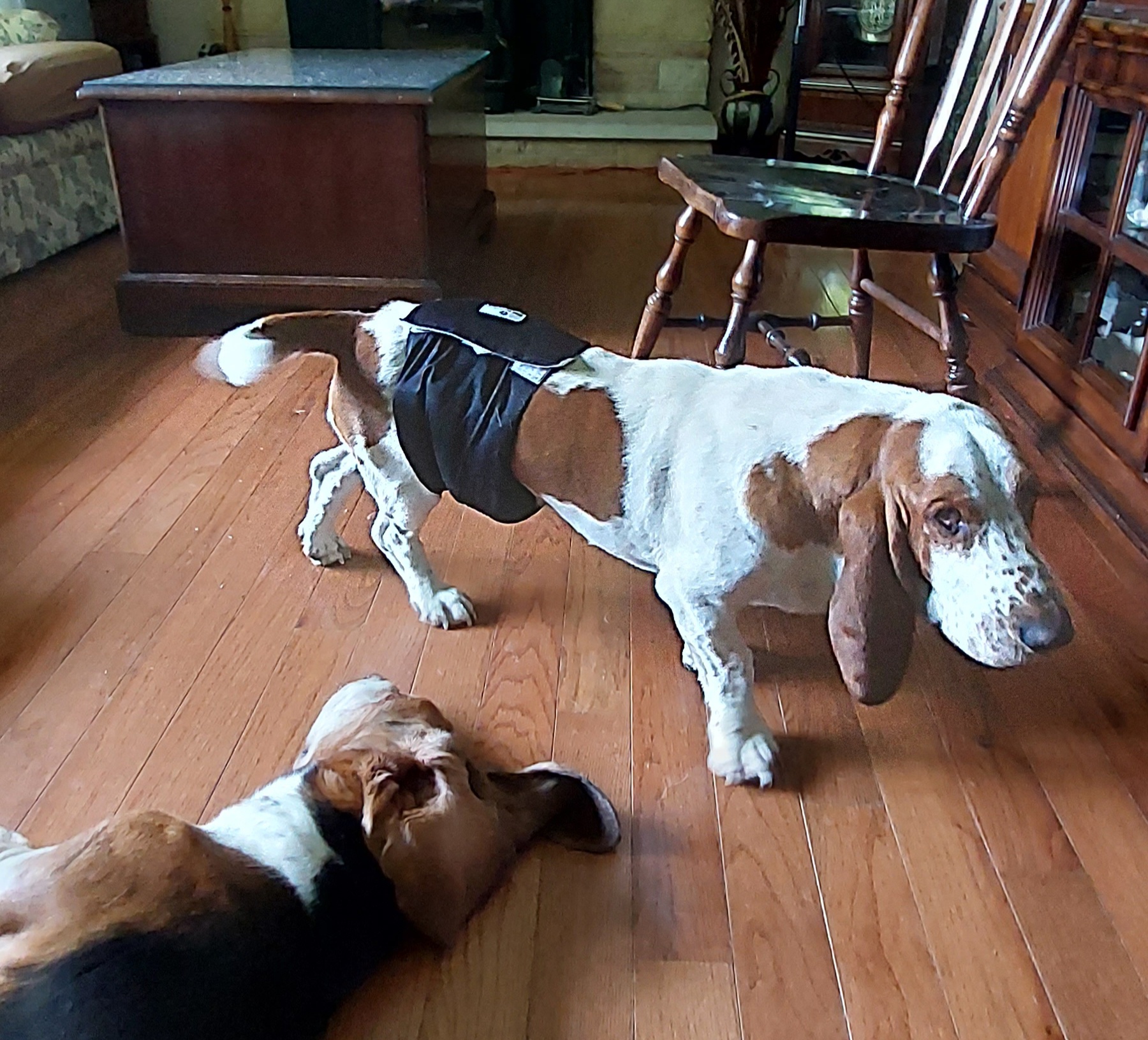 Basset Hound Puppies from Out Law Hounds Den