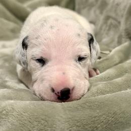 Frost - White and black male Dalmatian puppy in Travelers Rest, South Carolina from Cotton Top