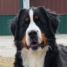 Myla - Bernese Mountain Dog