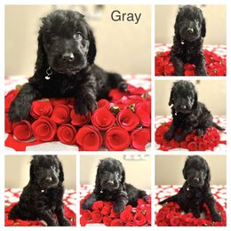 Goldendoodle Puppies from Charming Doods