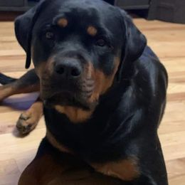 Rottweiler Puppies from Gottlïchen Rottweilers