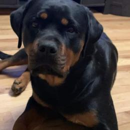 Rottweiler Puppies from Gottlïchen Rottweilers