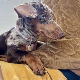 Dachshund Puppies from Harrison Farm
