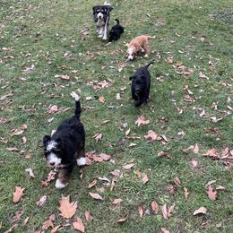 Bernedoodle Puppies from B'doodle