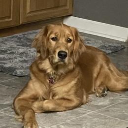 Luna - Golden Retriever
