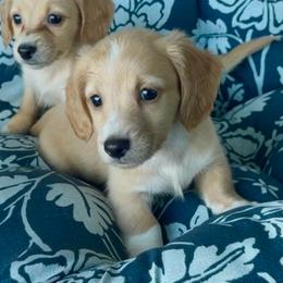 Jingle - Cream male Dachshund puppy in Vero Beach, Florida from Joseph’s Dachshunds