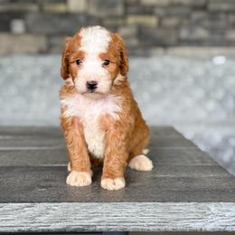 Sienna - Red female Bernedoodle puppy in Millersburg, Ohio from T Sanctum