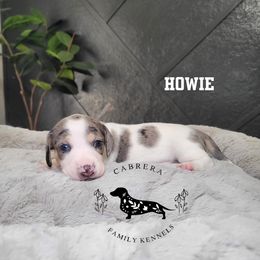 Howie - Dapple male Dachshund puppy in Modesto, California from Cabrera Family Kennels