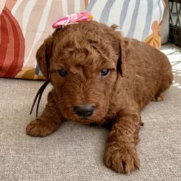 Mayflower - Red  female Goldendoodle puppy in Camden, North Carolina from Oopsie Doodles of NC