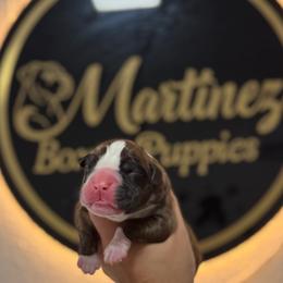 Boy 5 - Brindle male Boxer puppy in Orlando, Florida from Martinez AKC Boxers of Central Florida