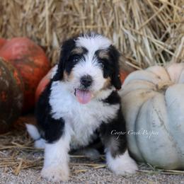 Kash - Tri-color male Bernedoodle puppy in Lowry City, Missouri from Cooper Creek Puppies