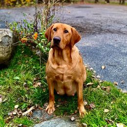 Labrador Retrievers from Wolf Den Retrievers