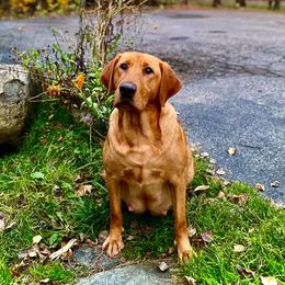 Labrador Retrievers from Wolf Den Retrievers
