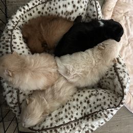 Pomeranian Puppies from Mac Daddy Poms