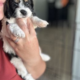 Cockapoo and Labrador Retriever Puppies from Kinkade Kennels