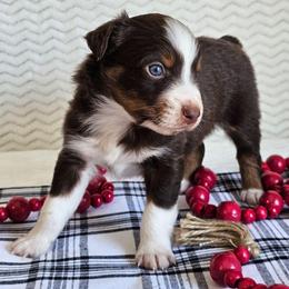 Ruger - Red tri-color male Australian Shepherd puppy in Mountain Grove, Missouri from K Bar H Farms